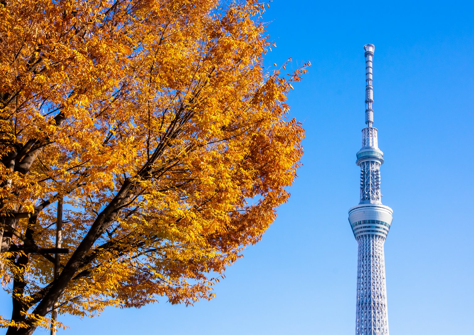 Tokyo Skytree con foglie autunnali sotto un cielo blu chiaro