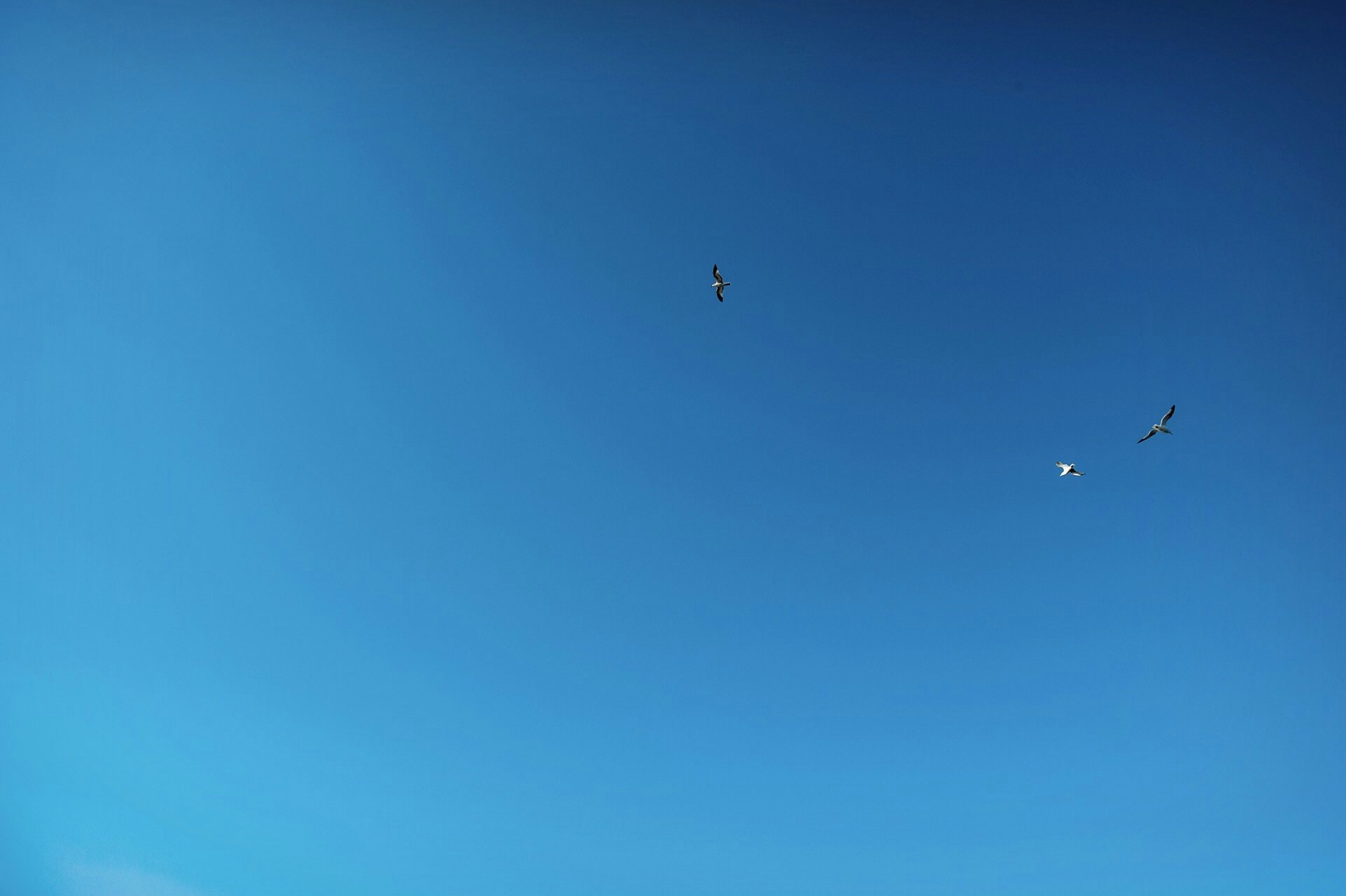 青空に飛ぶ鳥のシルエット