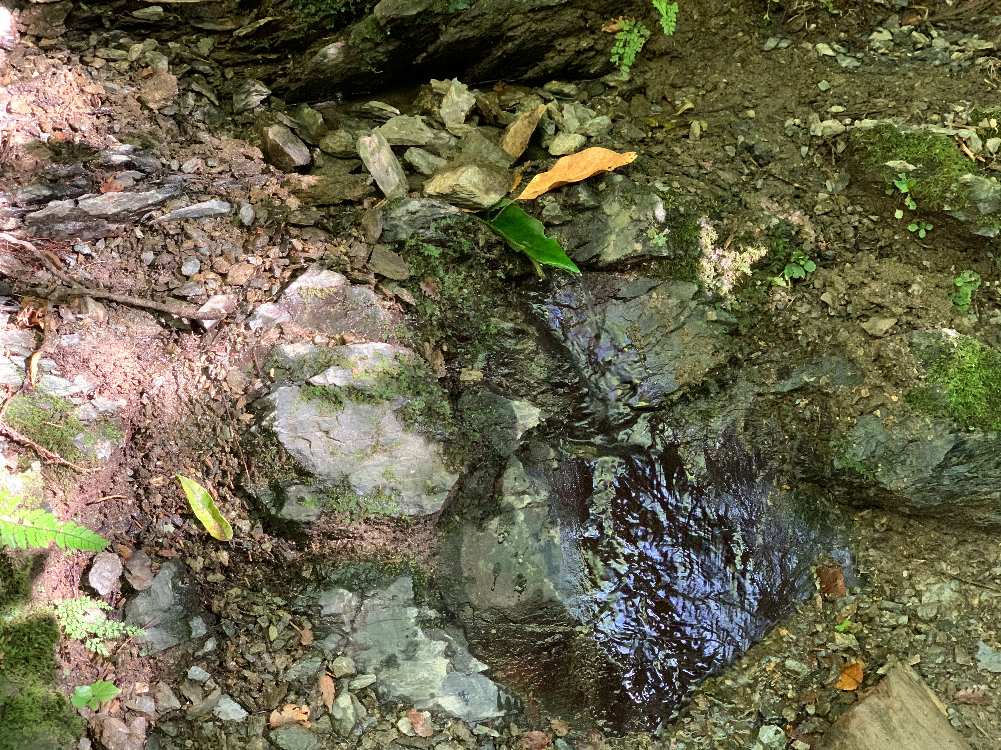 piccolo ruscello roccioso con pozze muschiose e acqua che scorre