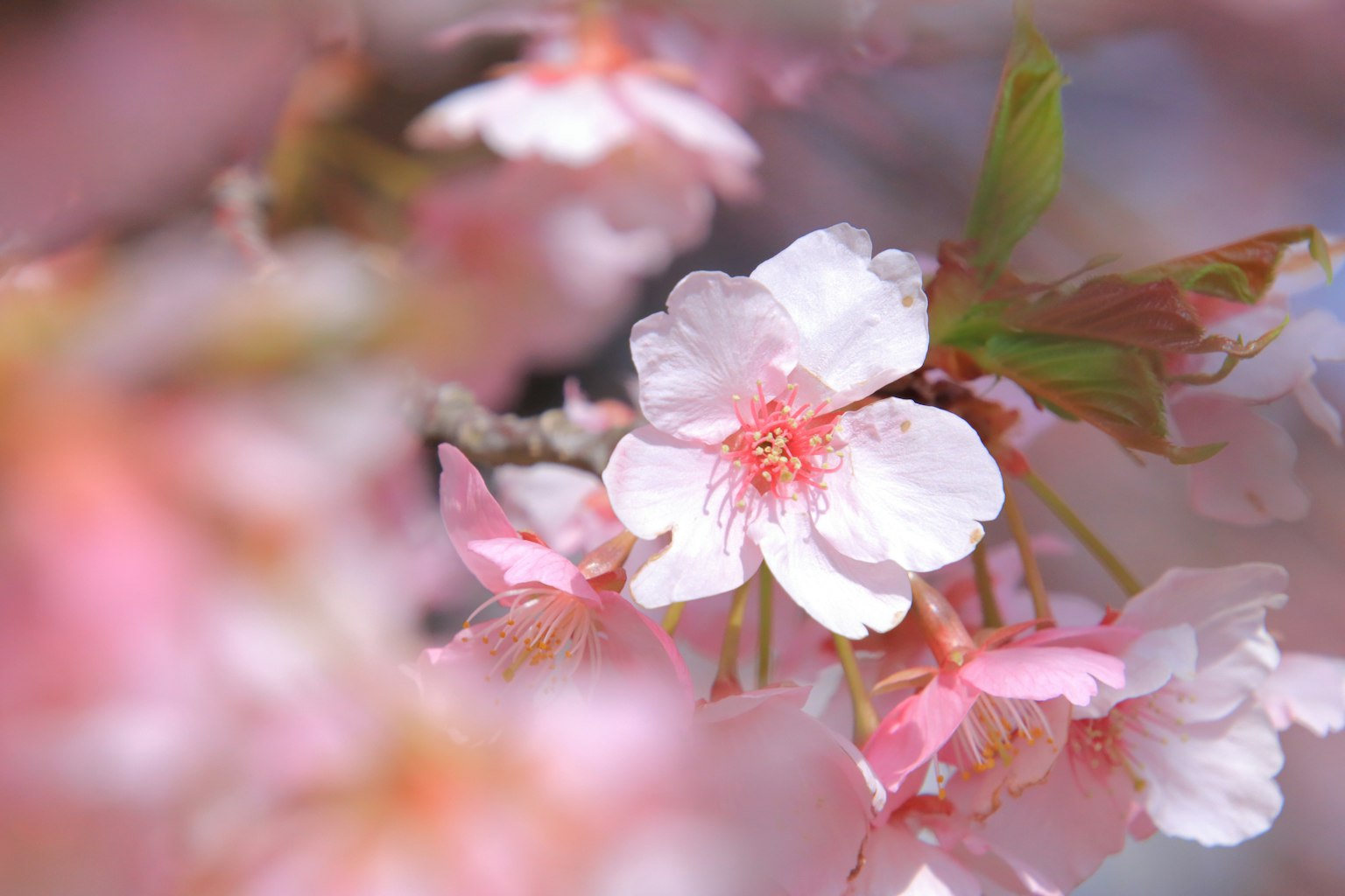 Fiori di ciliegio in morbida fioritura rosa