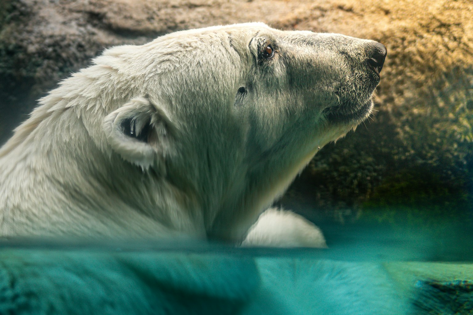 Seitenansicht eines Eisbären im Wasser
