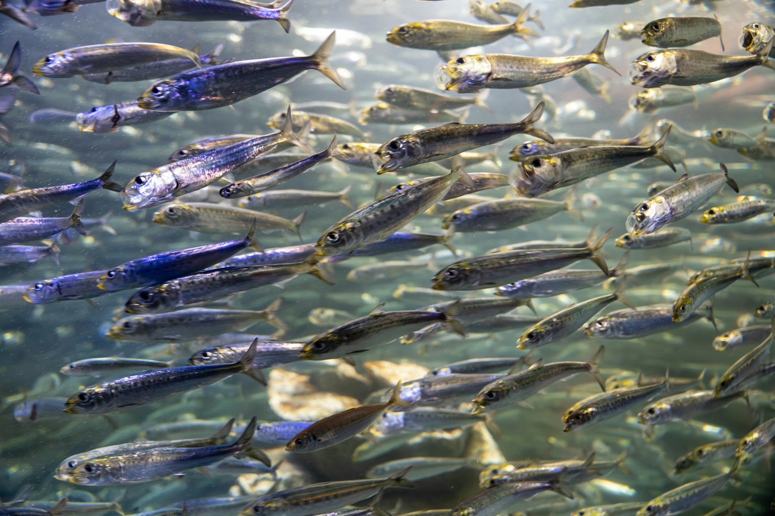 Ein Schwarm kleiner Fische schwimmt unter Wasser