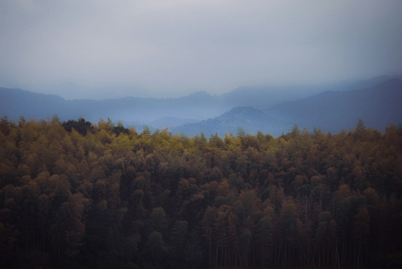 曇り空の下、山々に広がる森の風景
