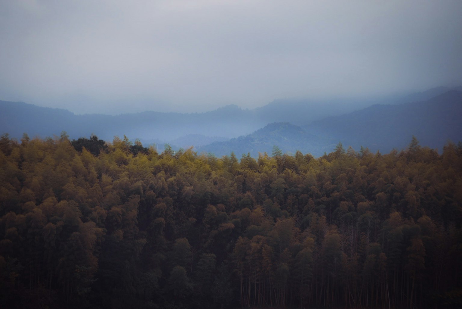 ภูเขาที่มีหมอกและภูมิทัศน์ป่าไม้ที่มีสีสัน