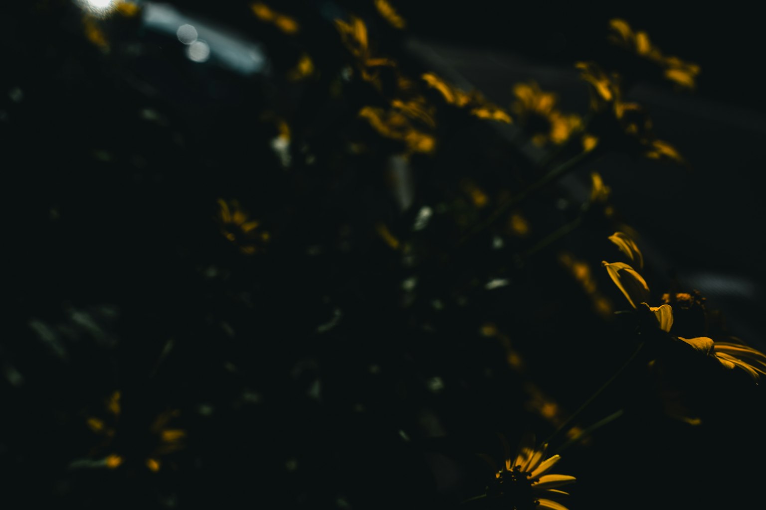 Image avec des fleurs jaunes éparpillées sur un fond sombre