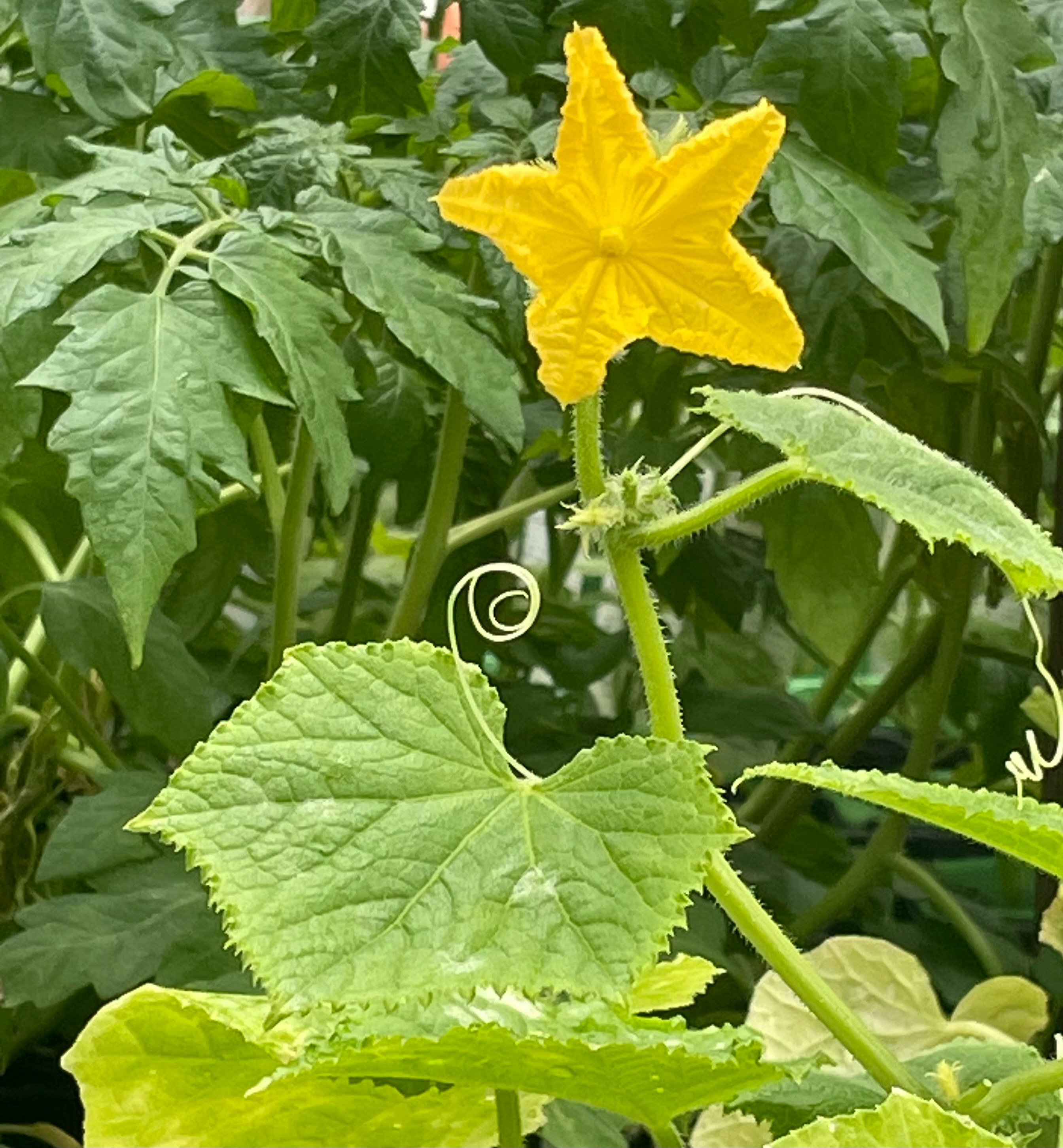 yellow flower blooming among large green leaves
