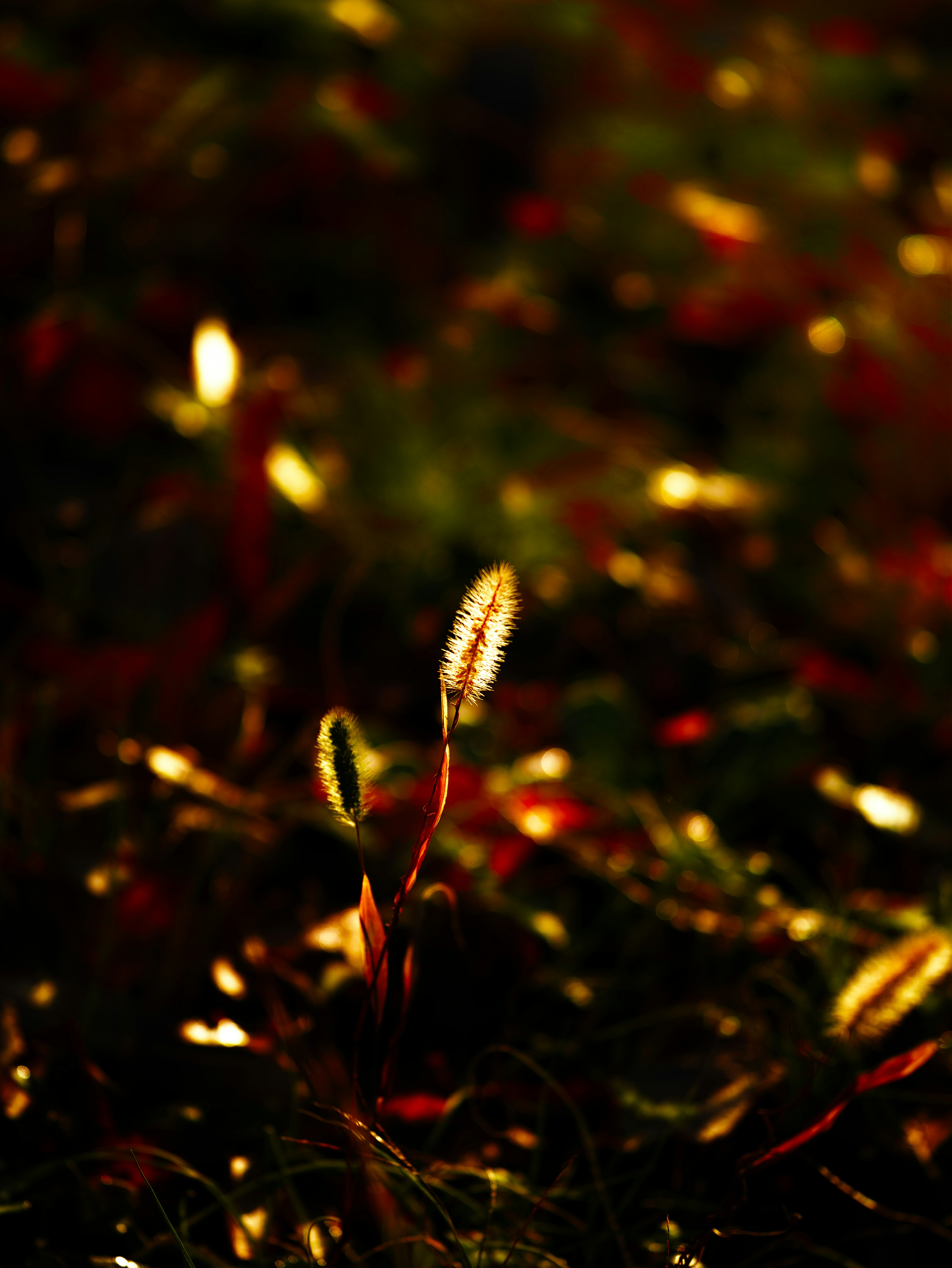 夕暮れの草むらに揺れる穂と金色の光の粒