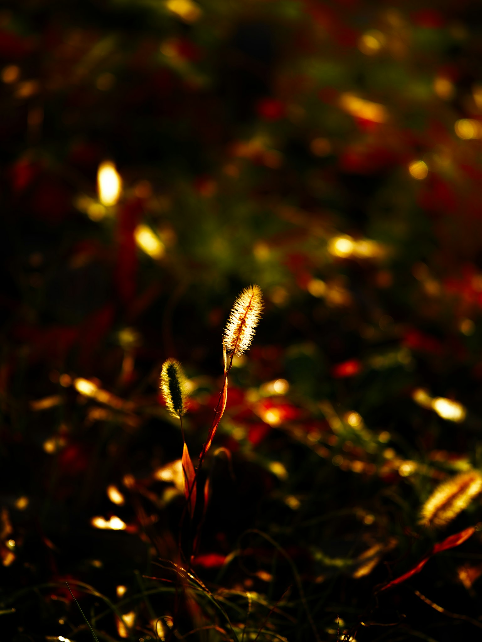 A small plant sprout standing against a golden background