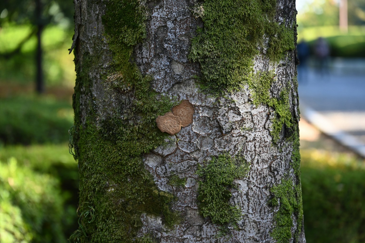 Primo piano di un tronco d'albero coperto di muschio verde