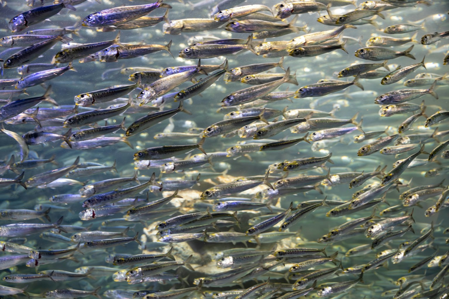 Sekumpulan ikan yang berenang di bawah air memantulkan cahaya