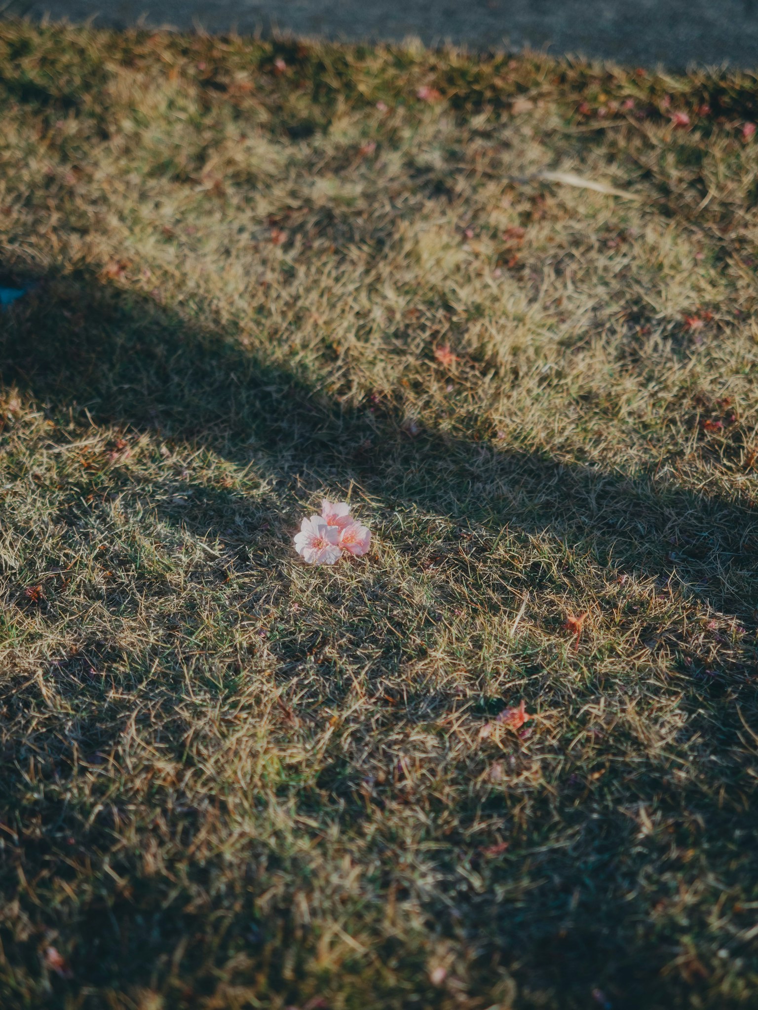 A pink flower on dry grass with a shadow