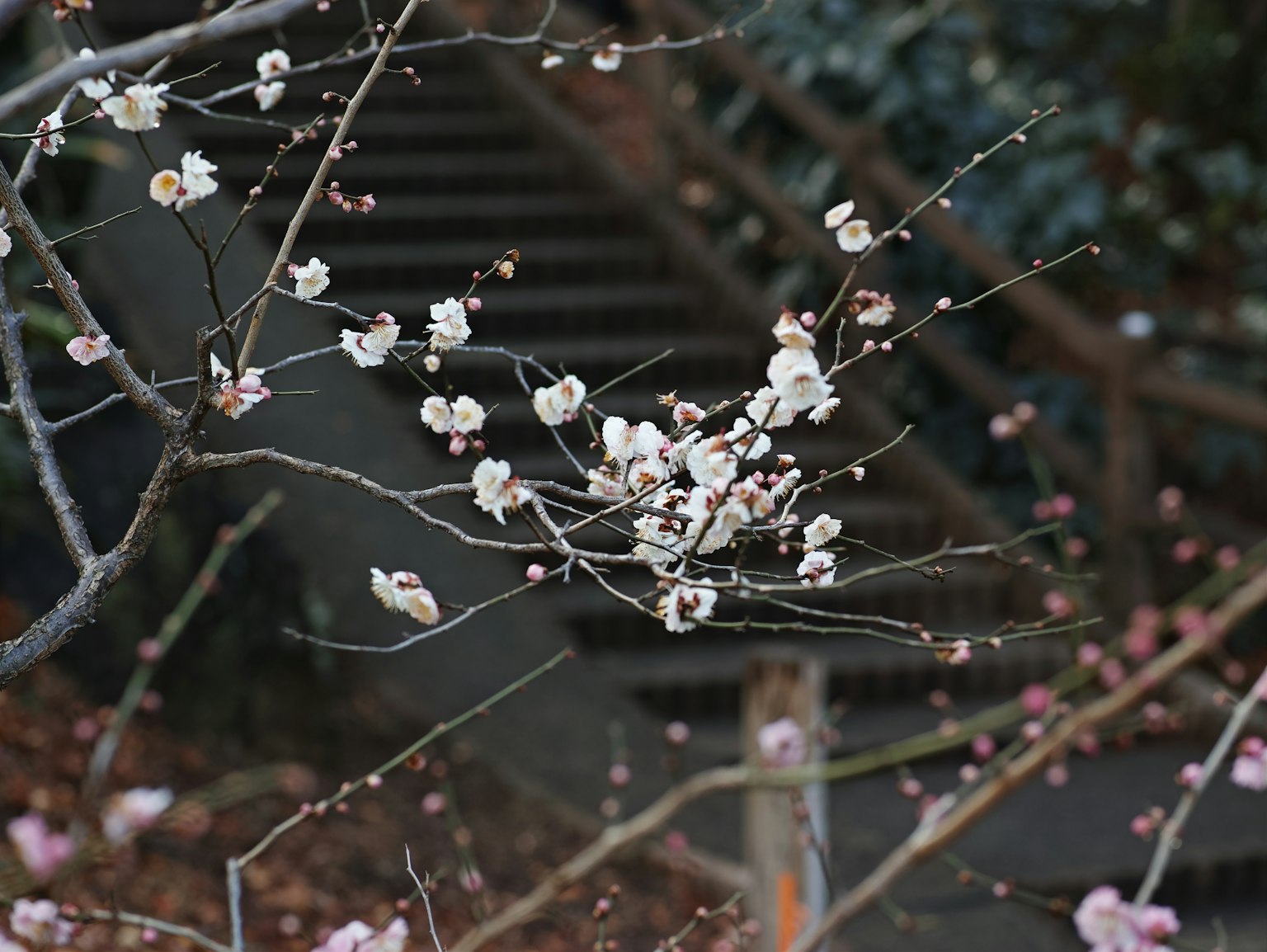 白梅花的树枝特写