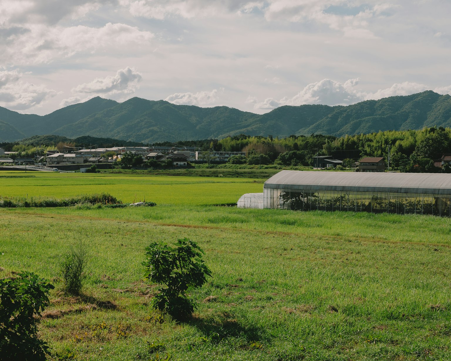 Campagna verdeggiante con montagne sullo sfondo