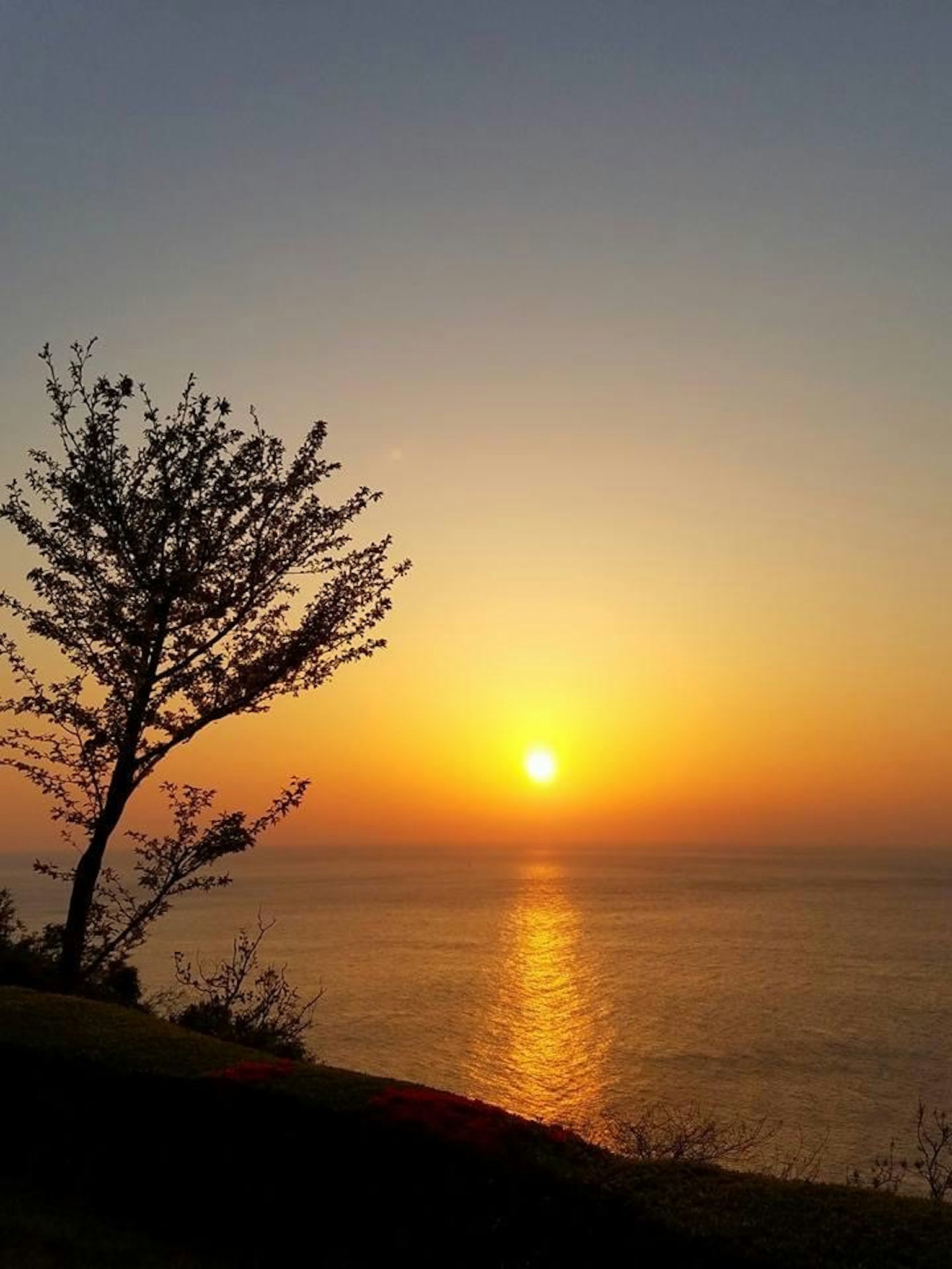 Schöne Landschaft des Sonnenuntergangs über dem Meer mit der Silhouette eines Baumes