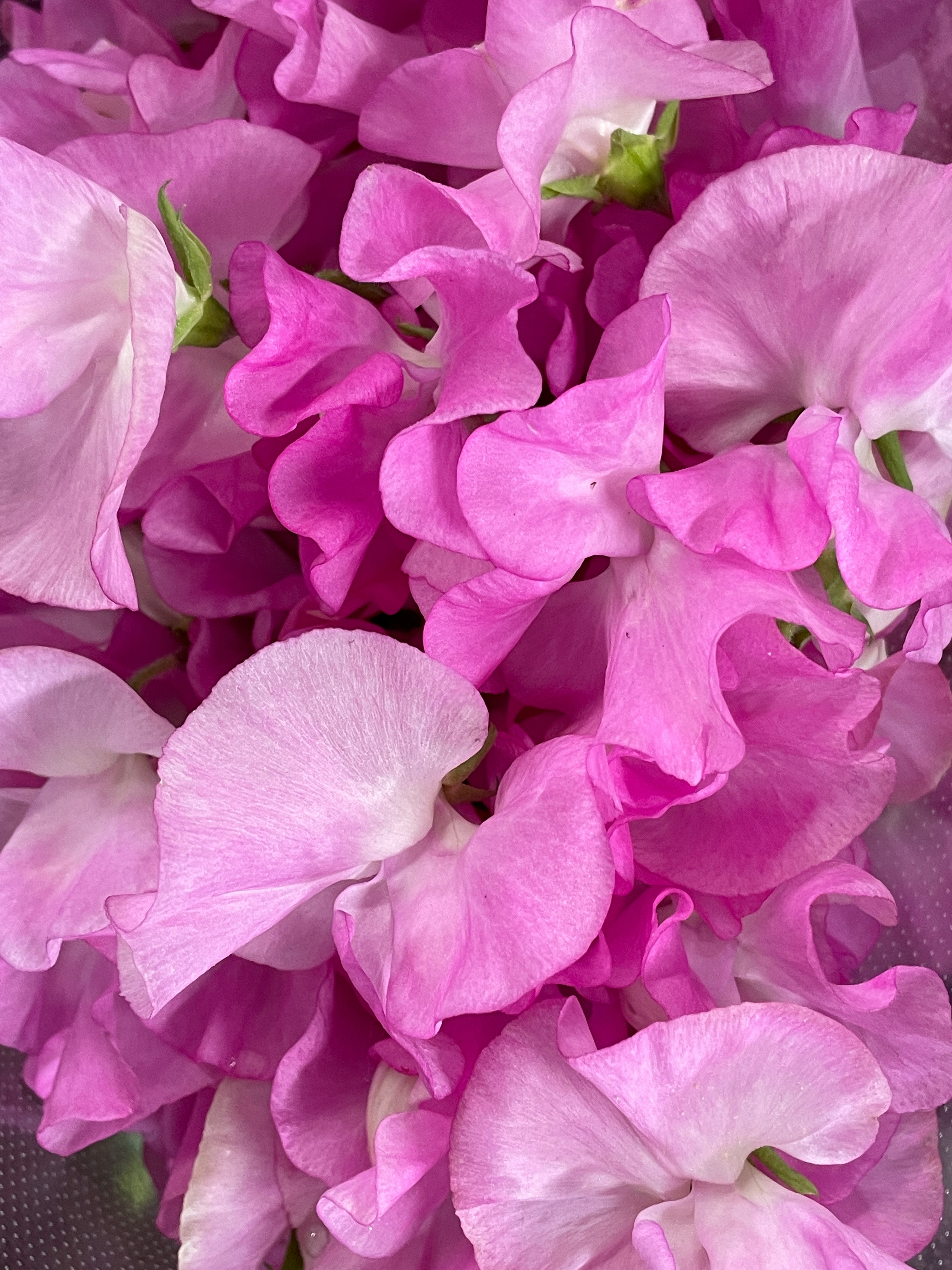 close-up of pink flower petals scattered