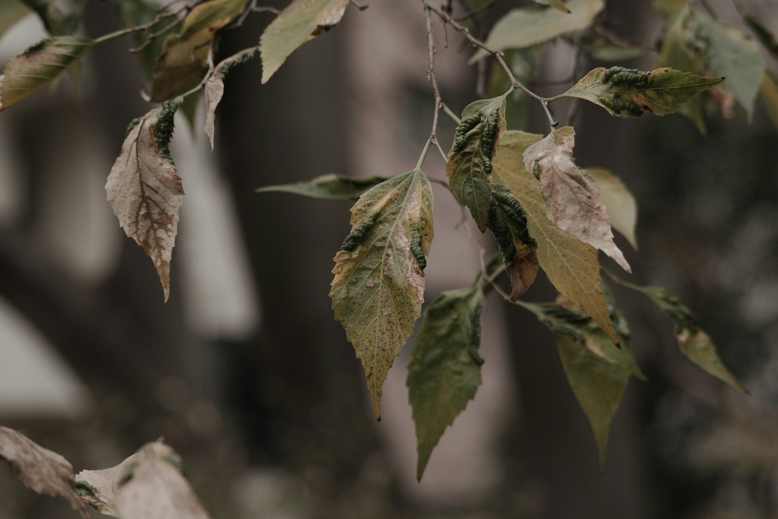 Gros plan de feuilles vertes et brunes flétries sur une branche