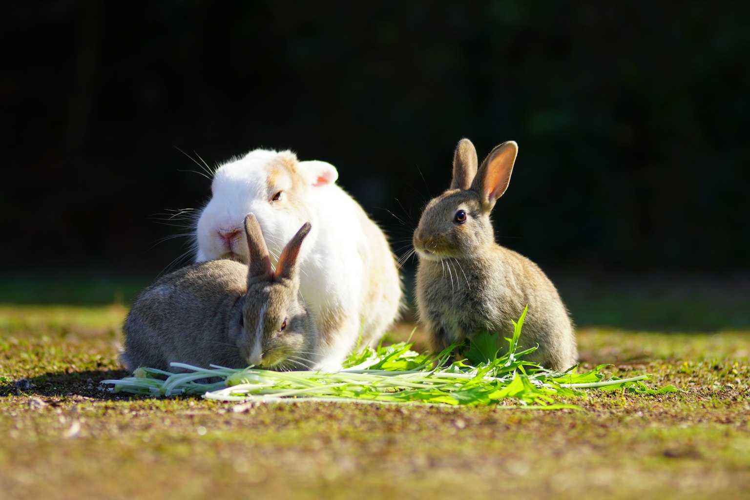 Un lapin blanc et deux lapins gris mangeant de l'herbe dans un cadre ensoleillé