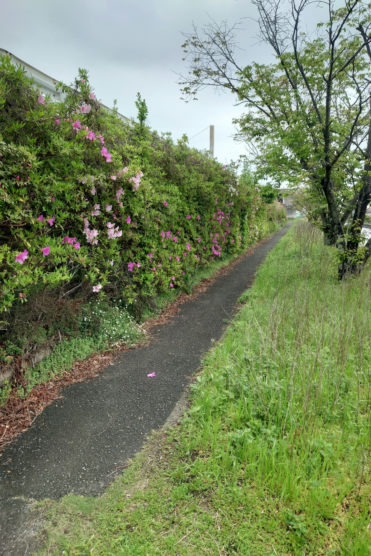Chemin bordé de verdure et de fleurs en fleurs