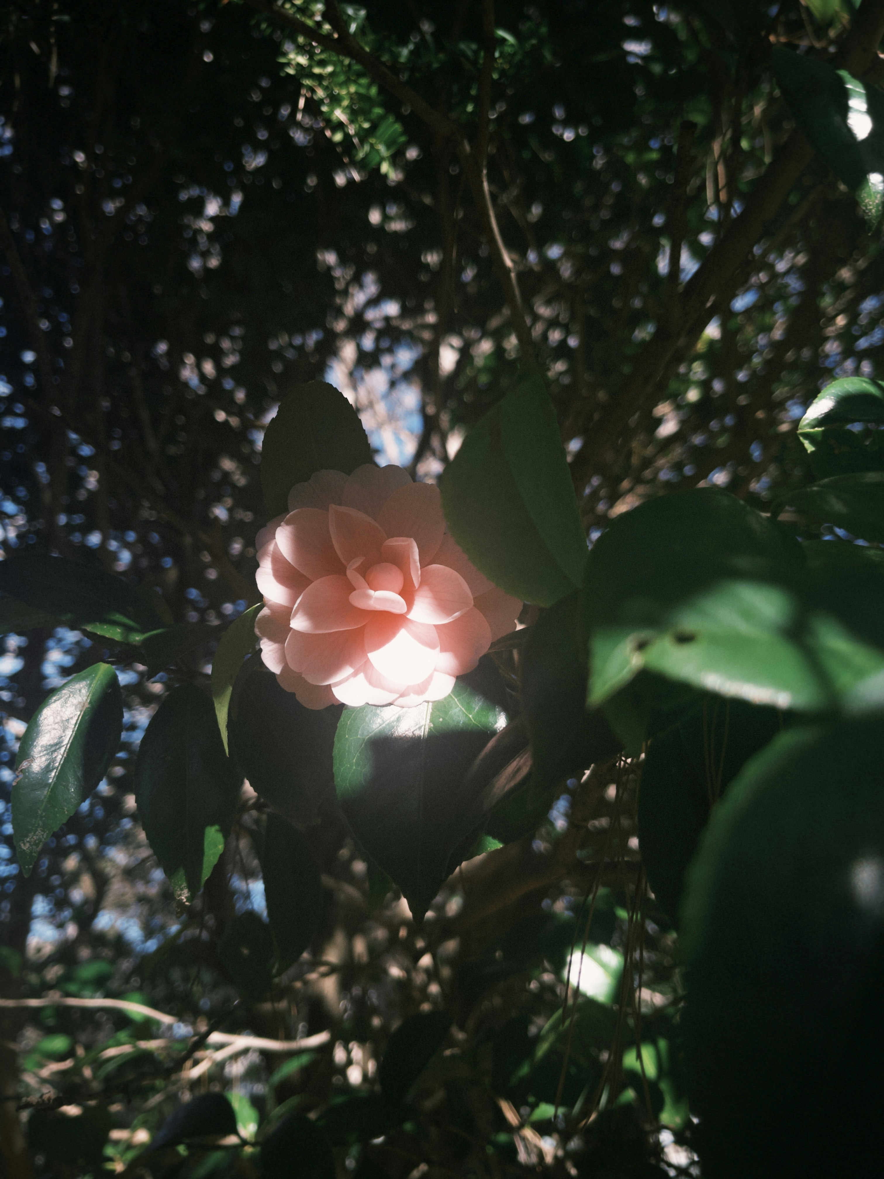 fiore rosa pallido in fiore all’ombra degli alberi