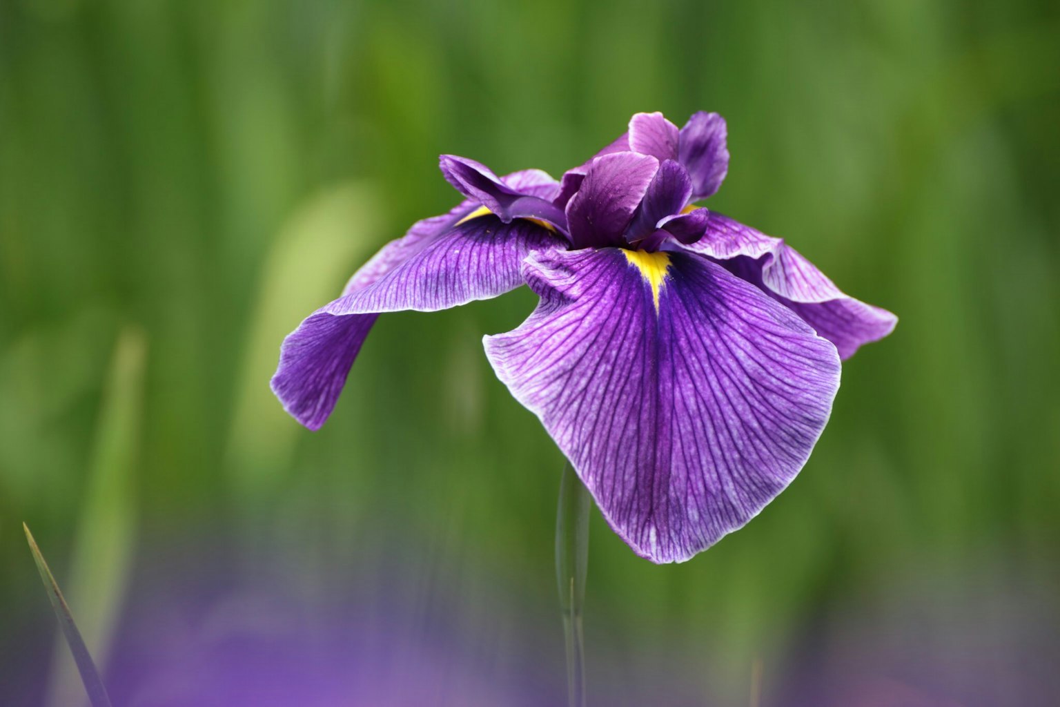 Eine schöne lila Blume hebt sich vor einem grünen Hintergrund ab