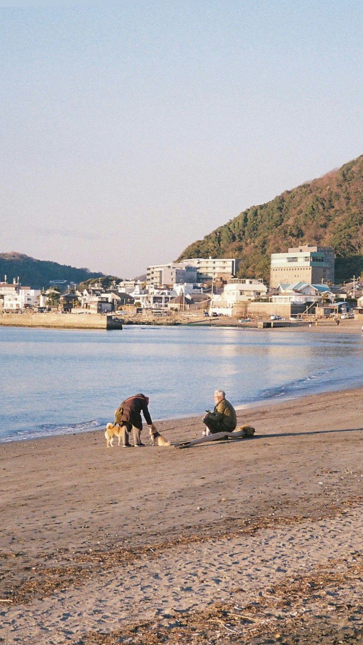 海辺の砂浜で犬と遊ぶ人と港の建物が見える風景
