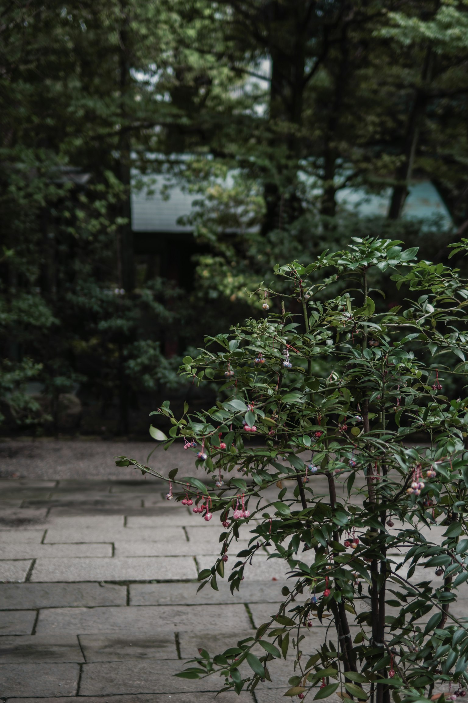 Jardin luxuriant avec un buisson et un chemin en pierre
