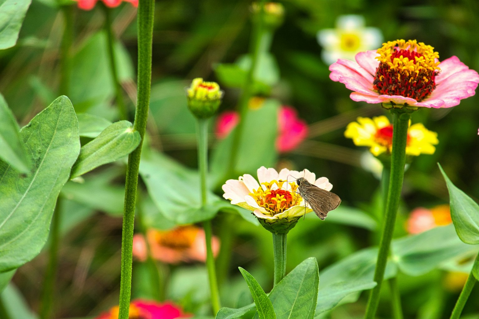 Sebuah taman penuh dengan bunga berwarna-warni dengan kupu-kupu hinggap di bunga