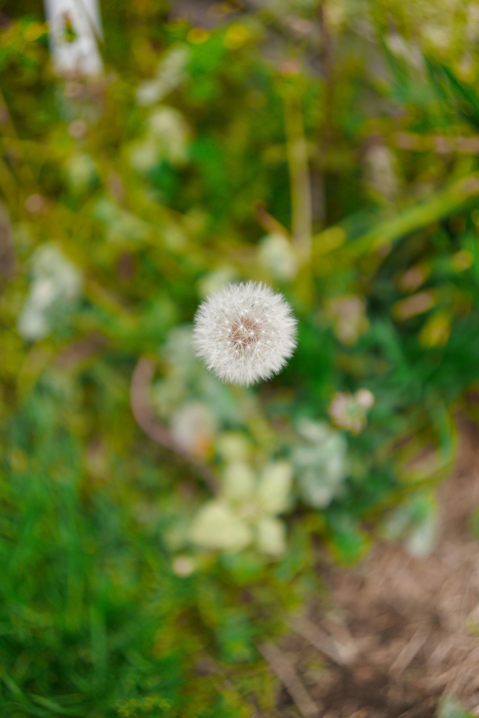 Una flor blanca destaca sobre un fondo verde
