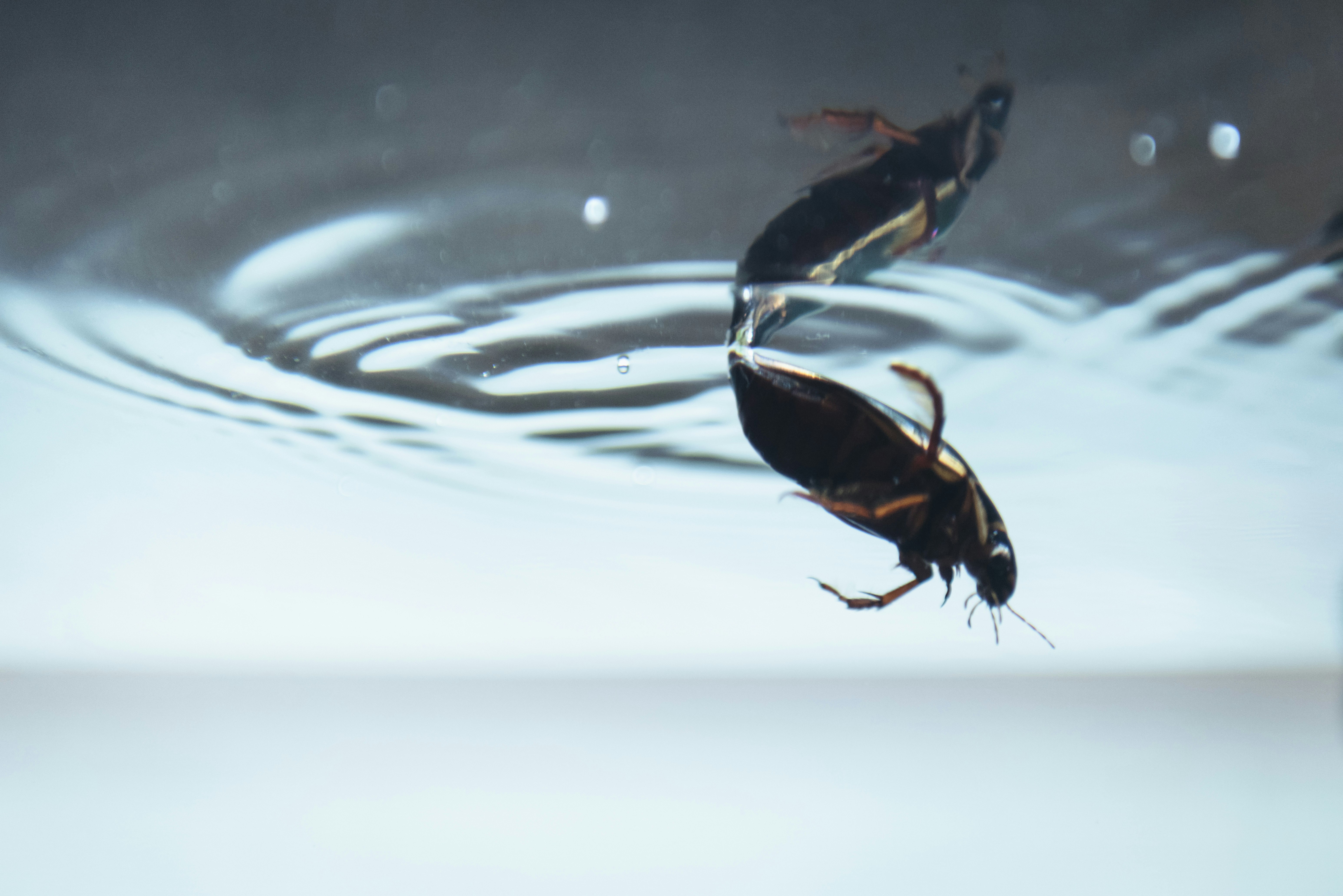 水面上を飛ぶタガメ（ゲンゴロウ）と水滴のある水中シーン