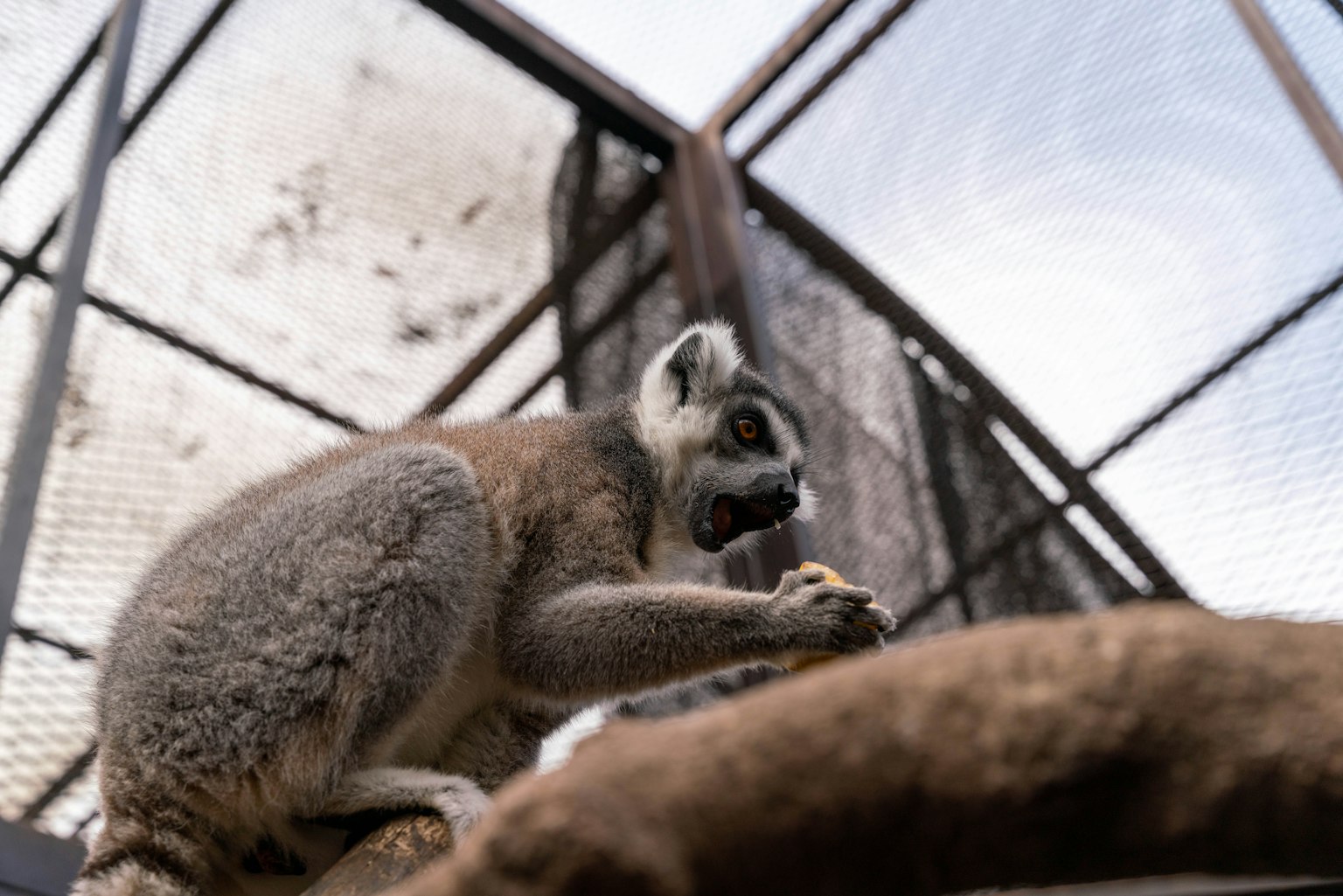 Seekor lemur yang memegang makanan di dahan dalam kandang jaring