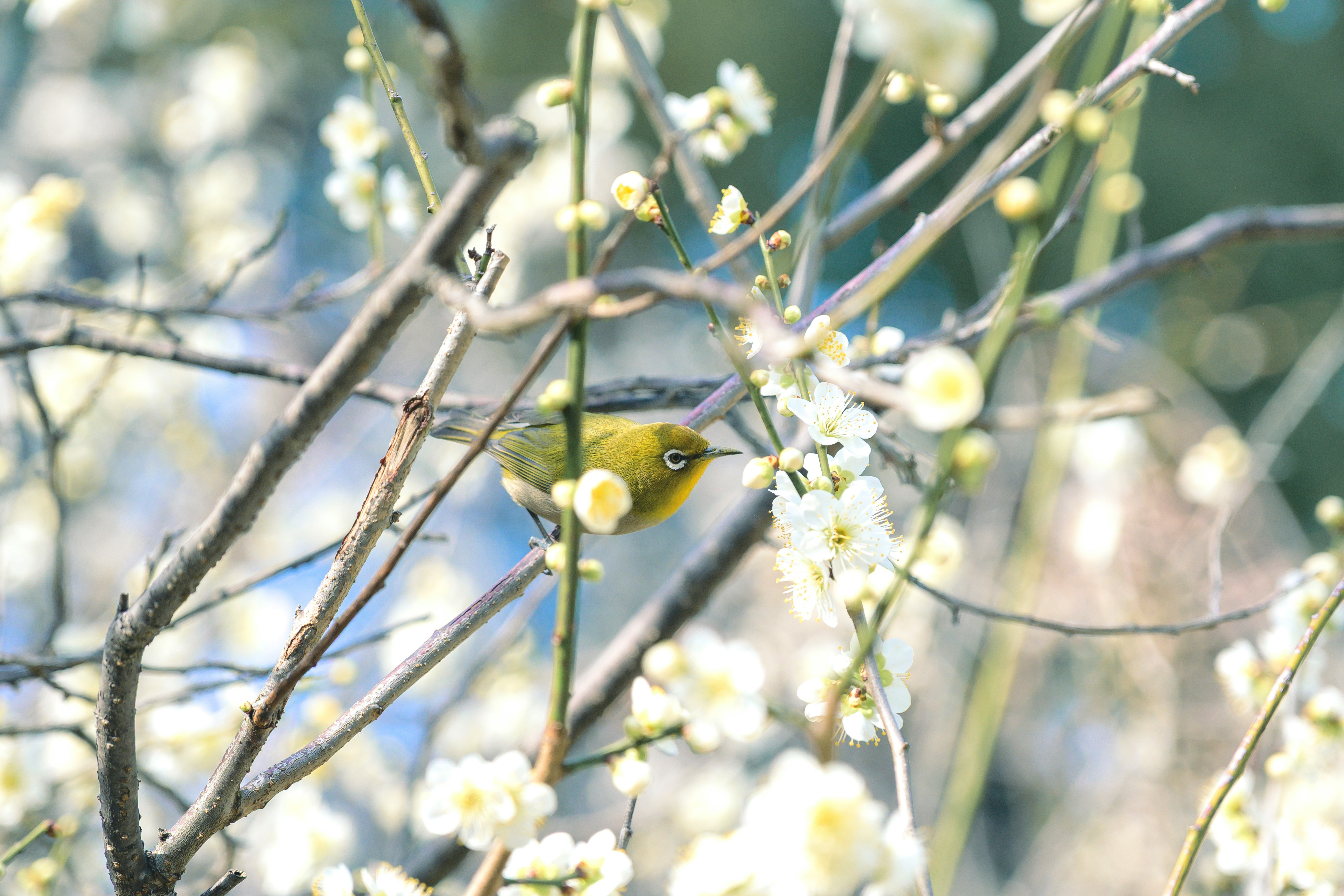 梅の花の枝にとまるメジロ