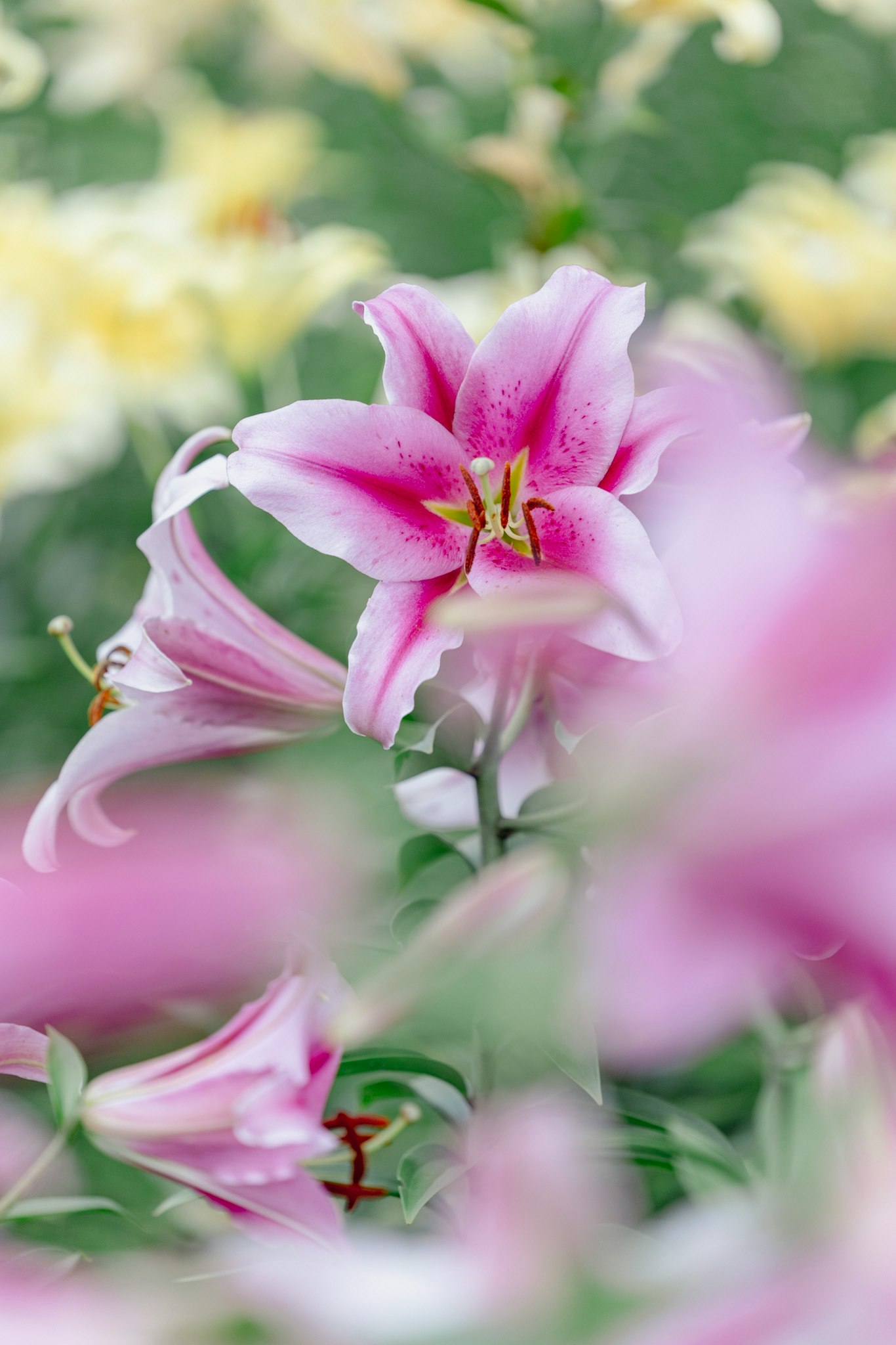 ピンクの百合の花のクローズアップ