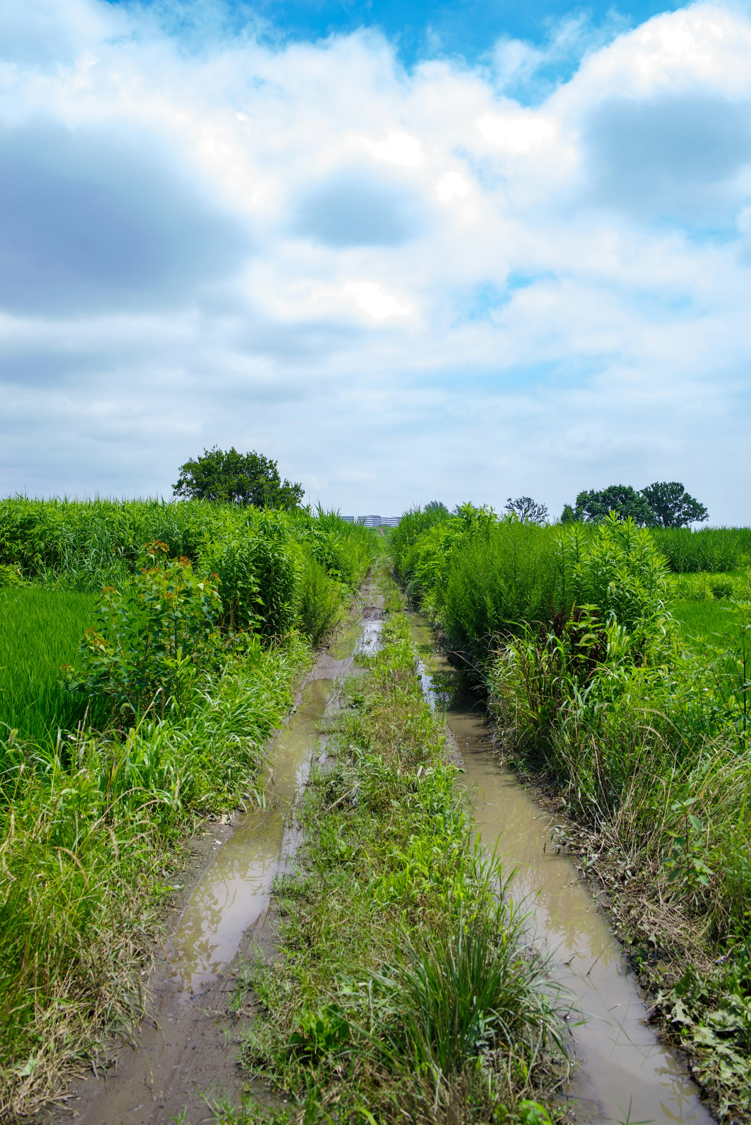 Ein ländlicher Weg mit matschigen Spuren umgeben von üppigem Grün