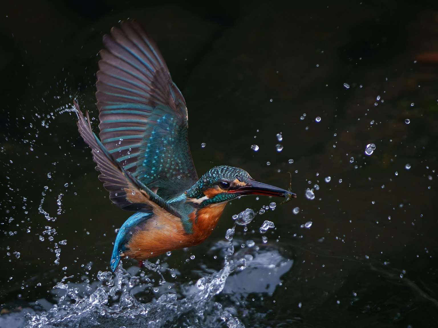 Un martinete despegando del agua con plumas vibrantes y salpicaduras