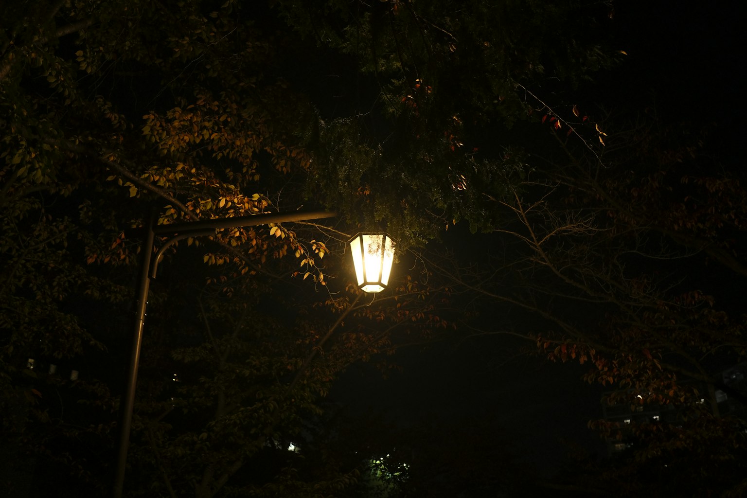 夜晚照亮公園的街燈