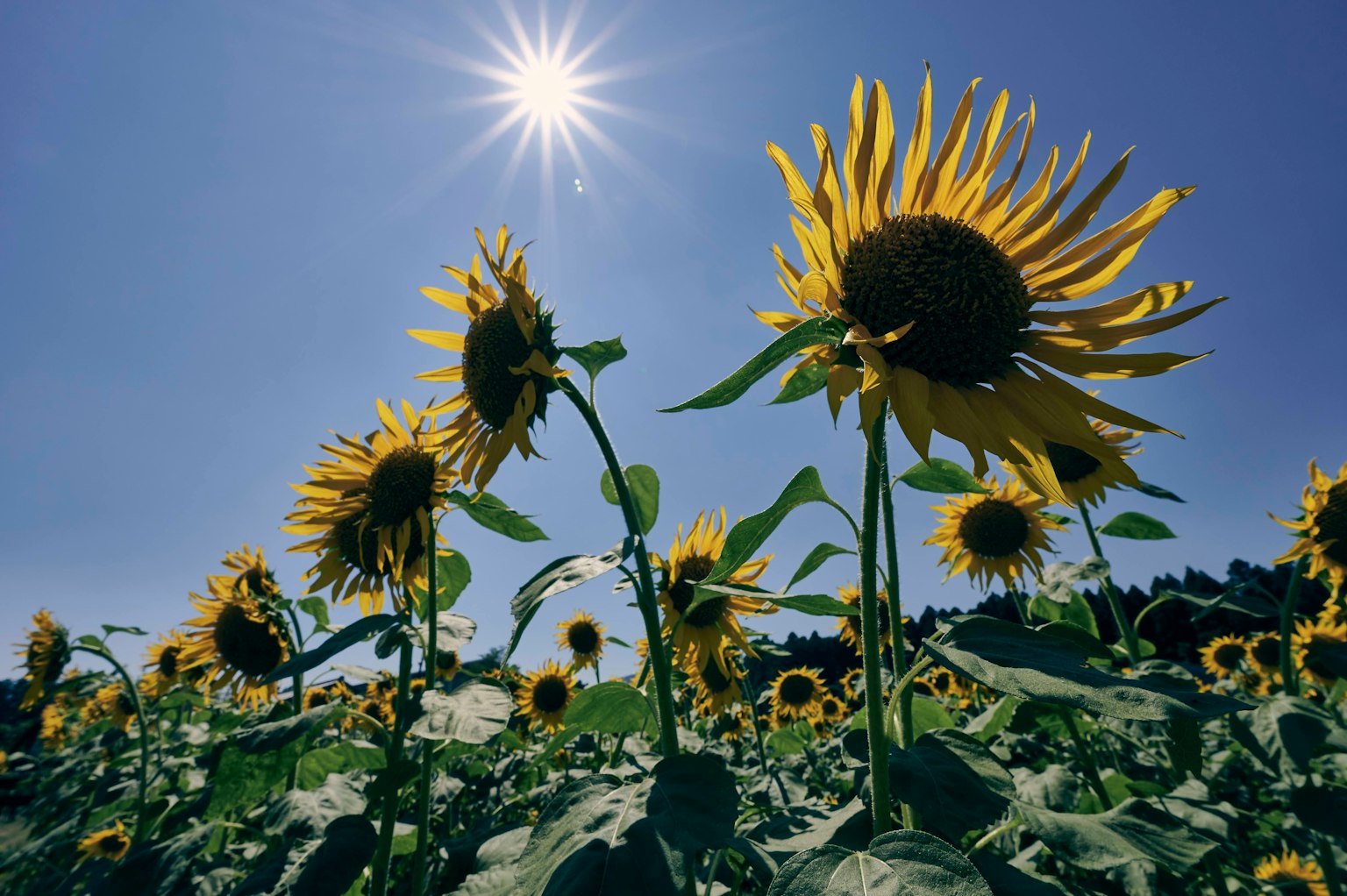 Champs de tournesols sous un ciel bleu avec un soleil éclatant