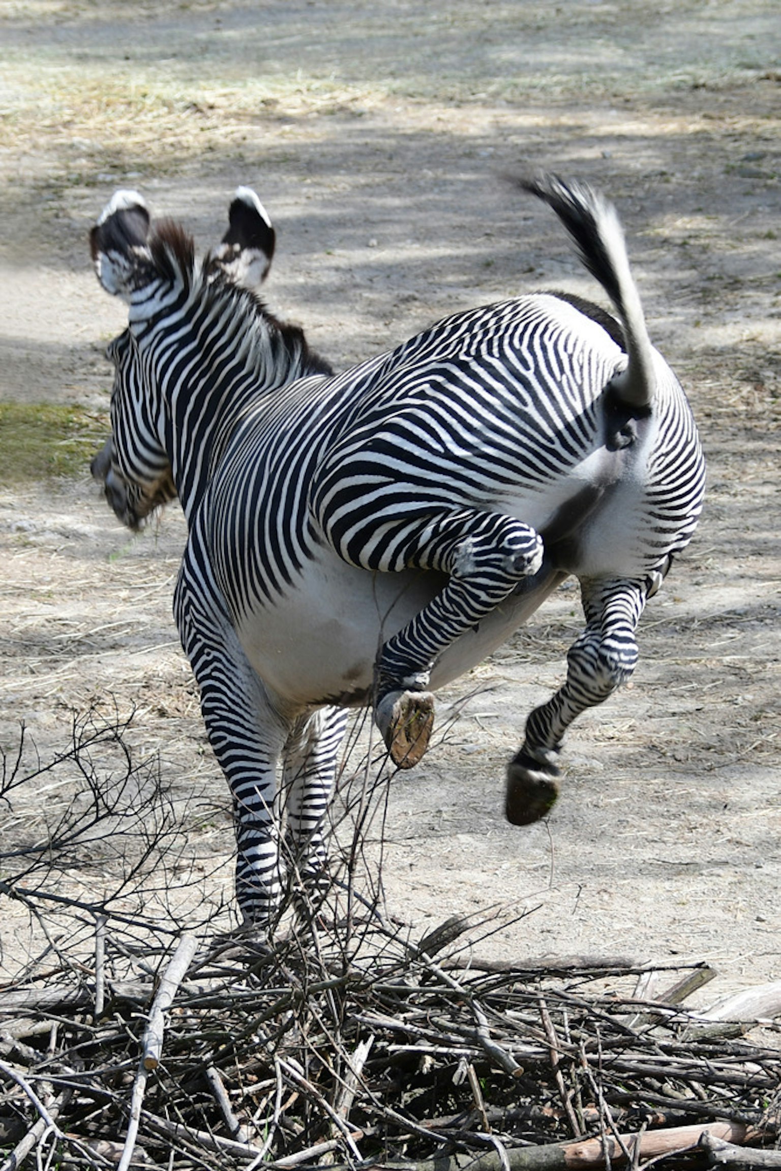Zebra che salta su un cumulo di rami