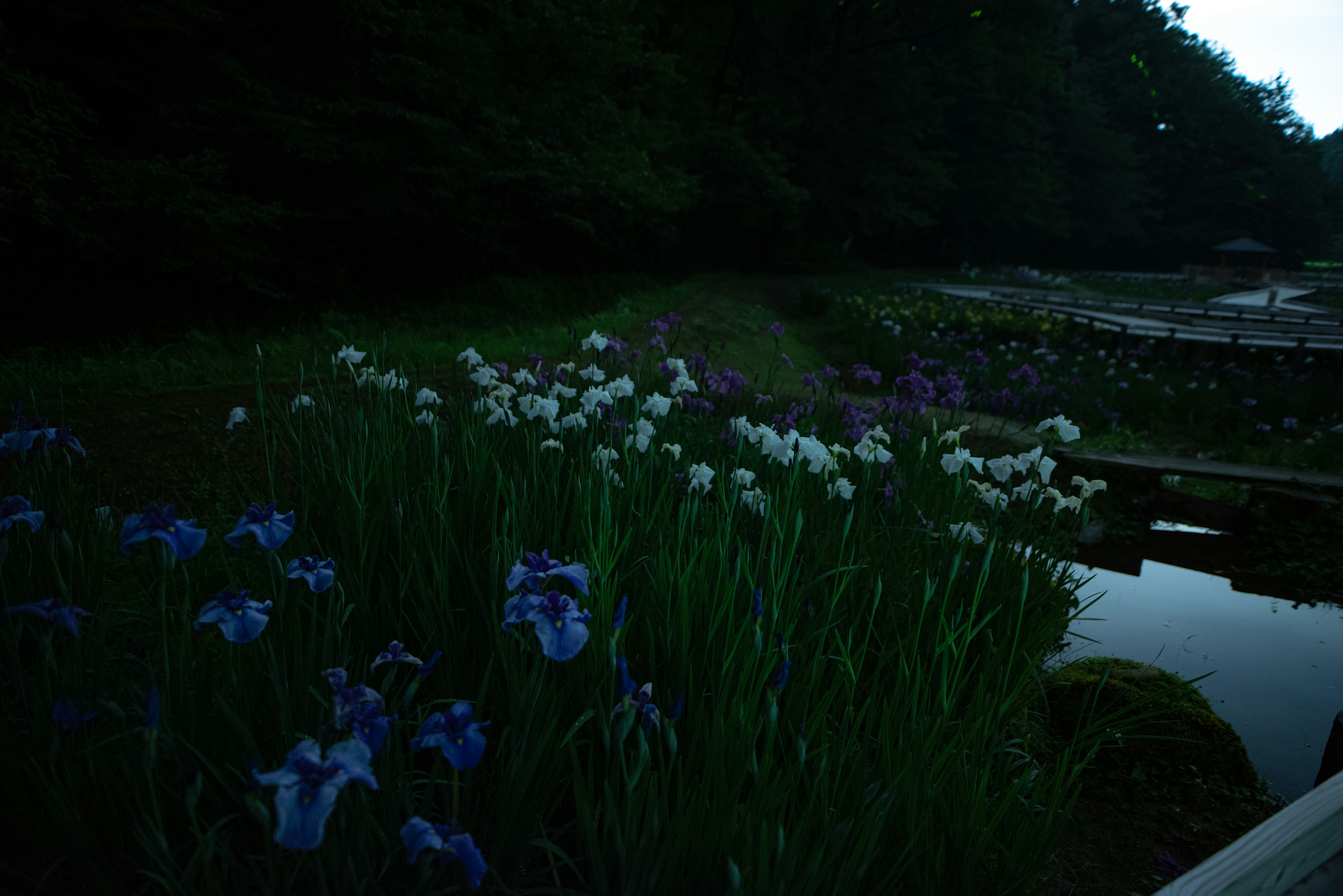 池のそばに咲く花と草むらのある庭園の夜景