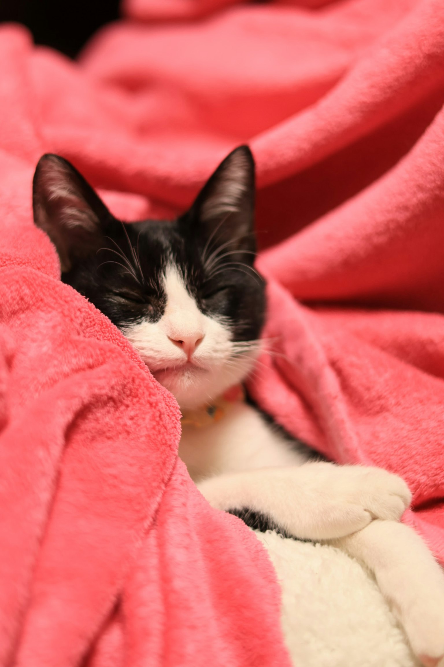 Kucing hitam dan putih tidur dibungkus selimut merah muda