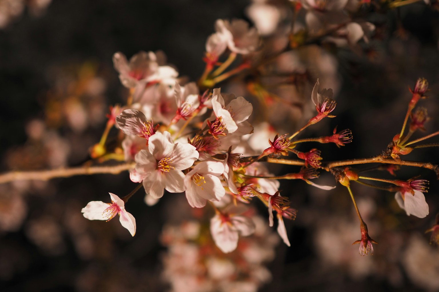 Primo piano di fiori di ciliegio su un ramo