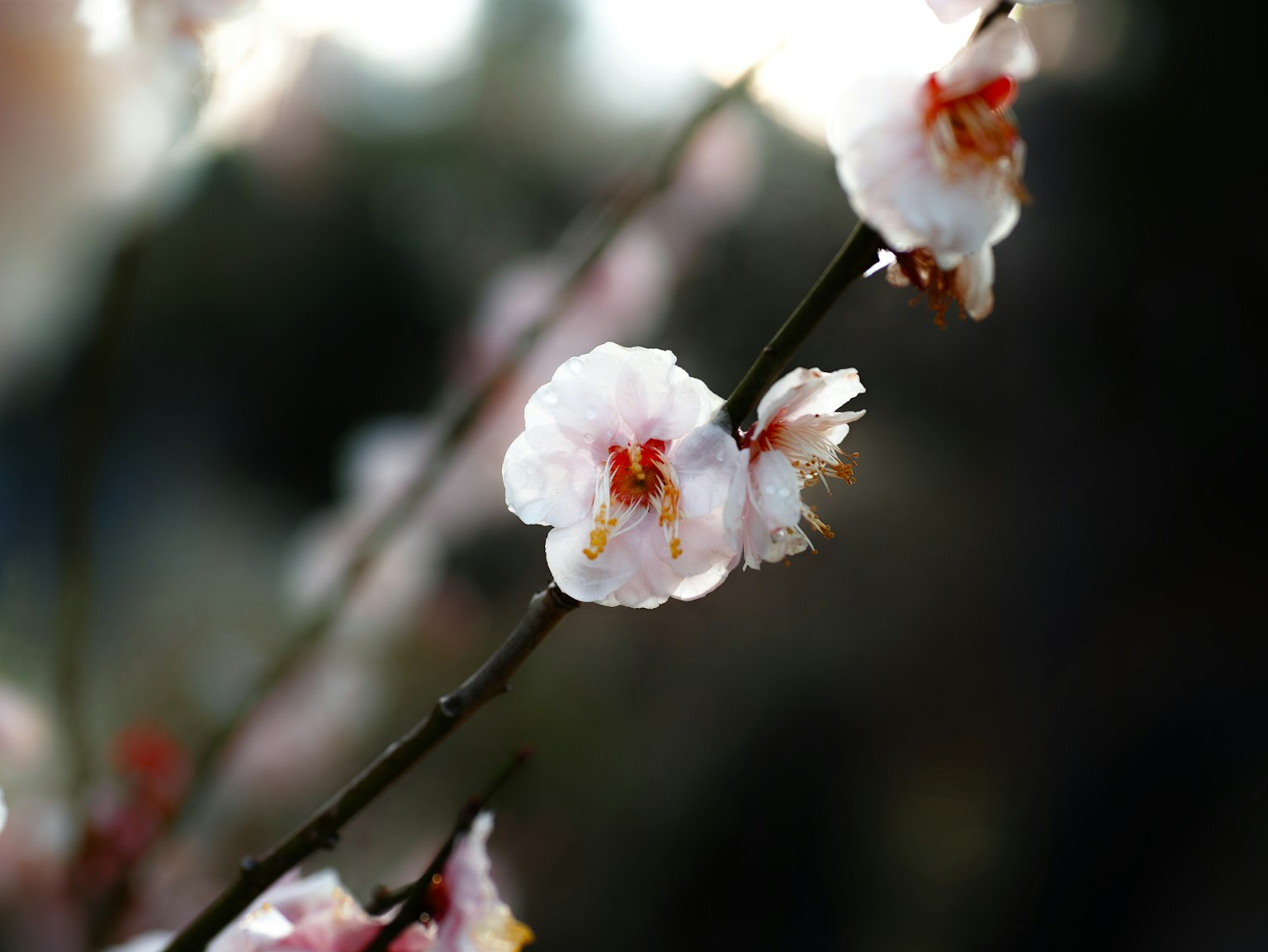 Fiori di pruno con petali bianchi e centri arancioni che fioriscono su un ramo