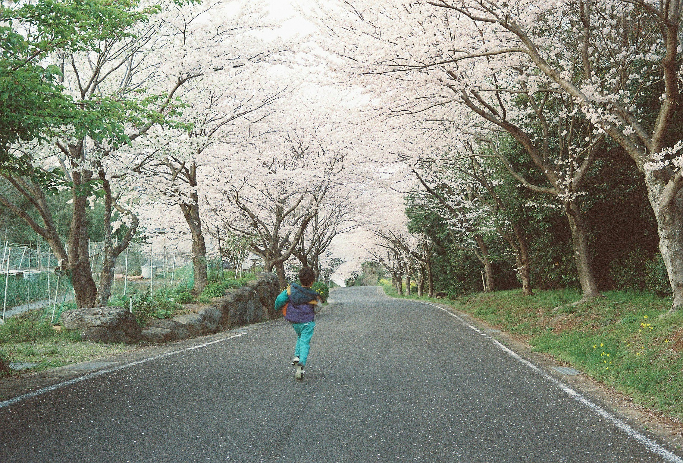 桜並木の続く田舎道を走る子どもの後ろ姿