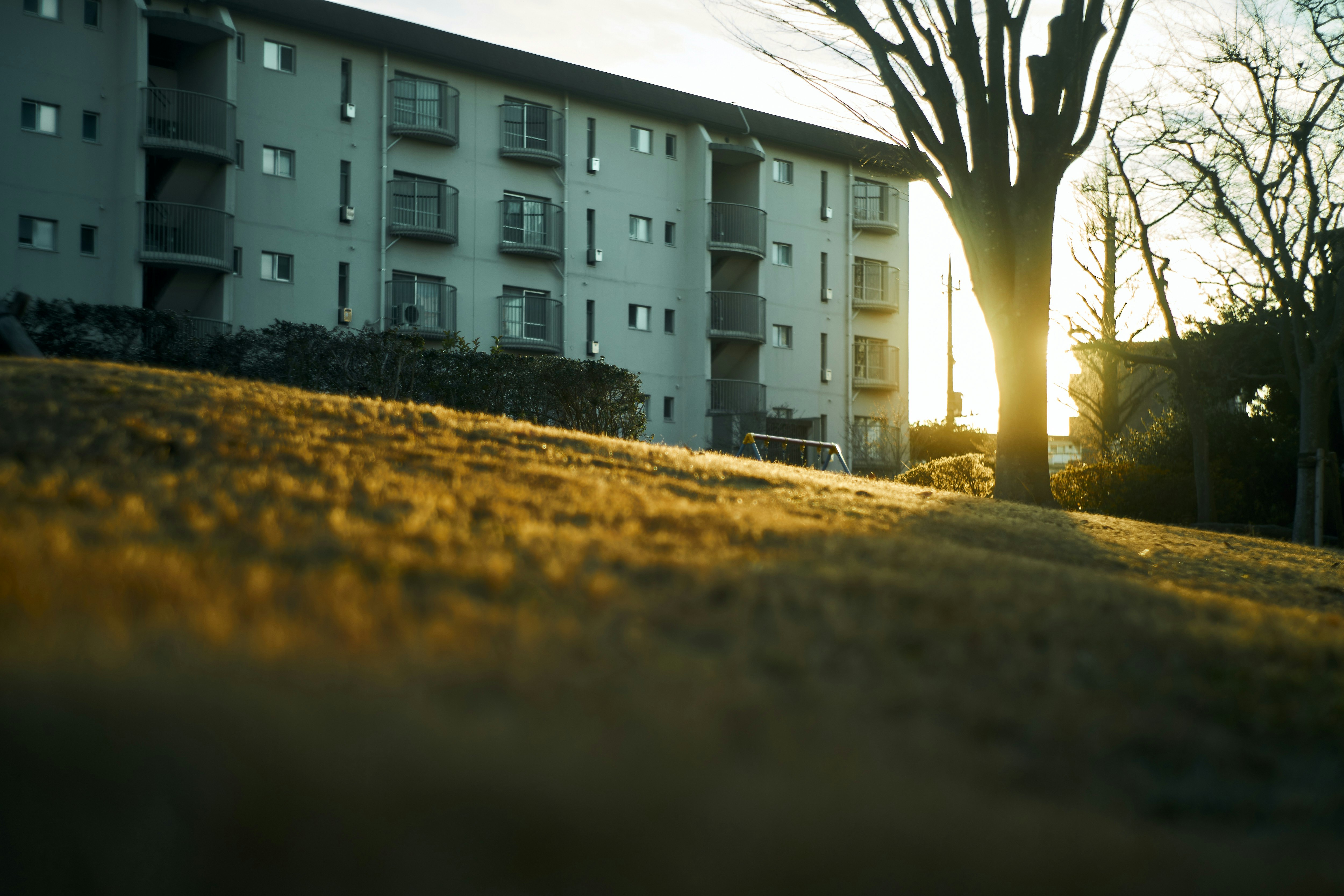 edificios de apartamentos y árboles en una pequeña colina con luz de atardecer