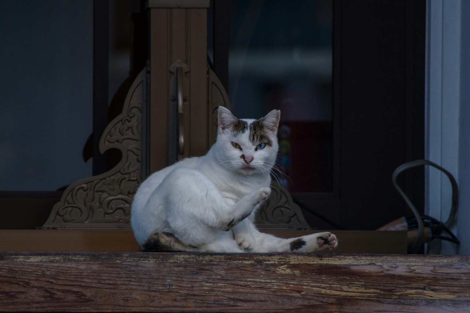 Kucing putih bersantai di ambang jendela kayu