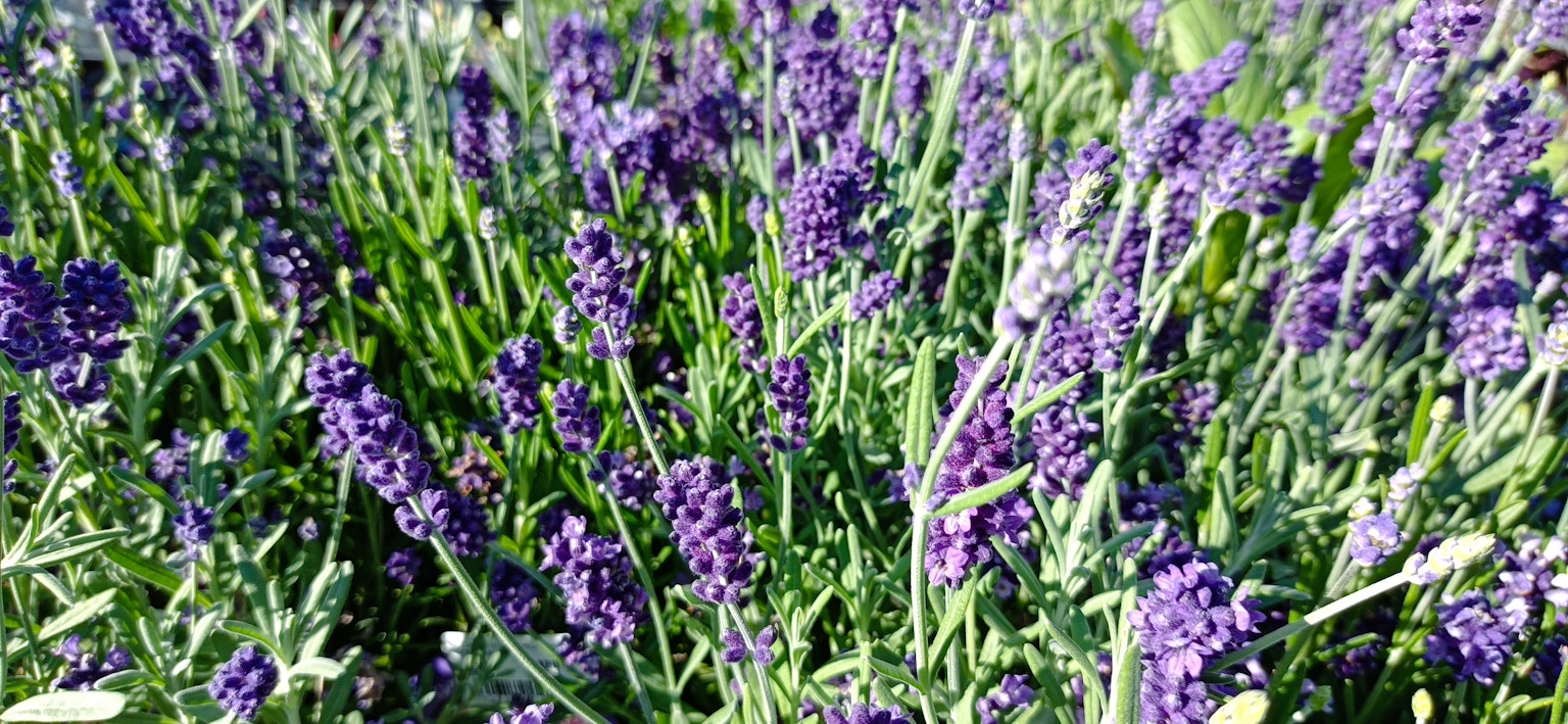 Feld mit blühenden lila Lavendelblumen