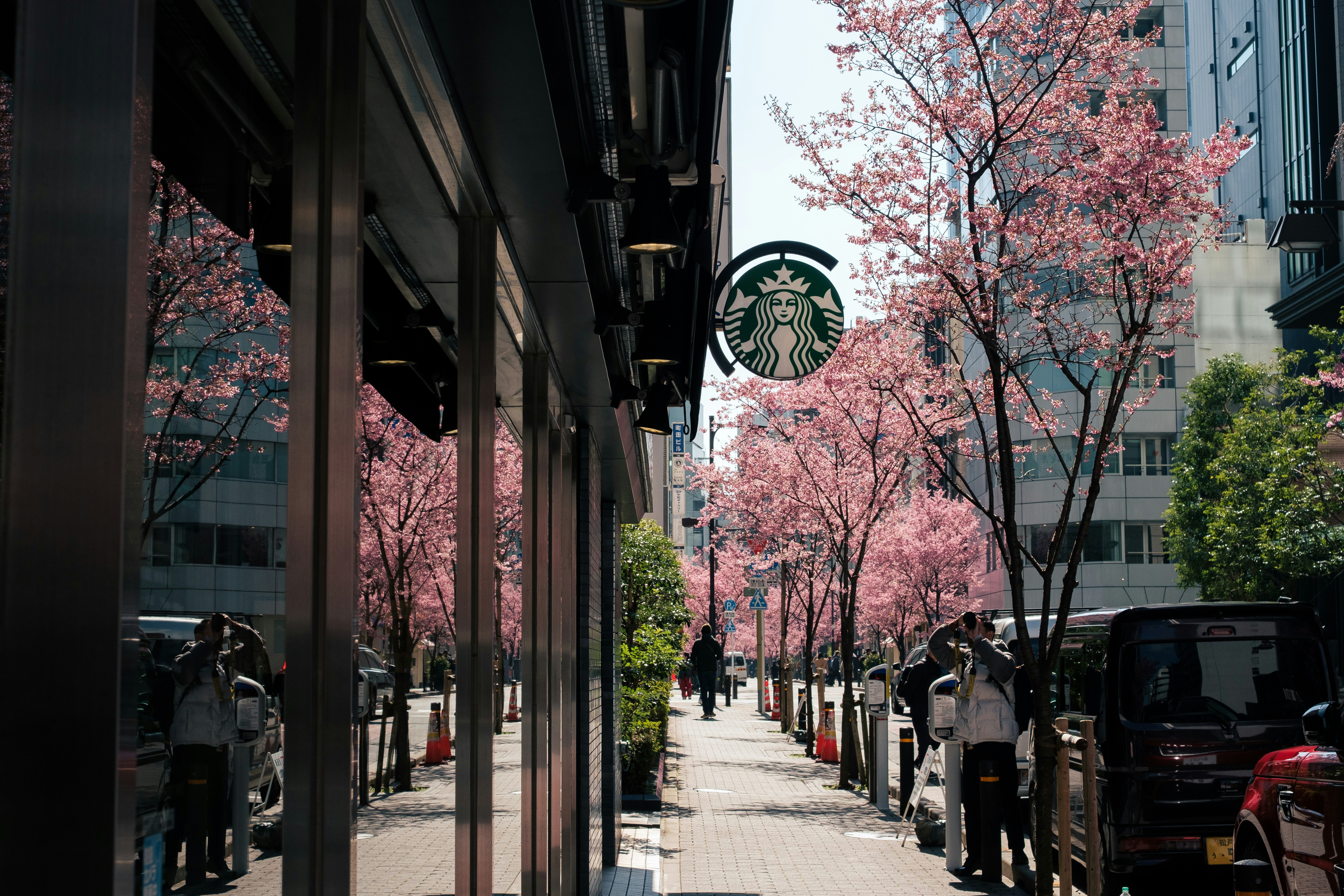桜並木が見える街路のアーケードと歩道