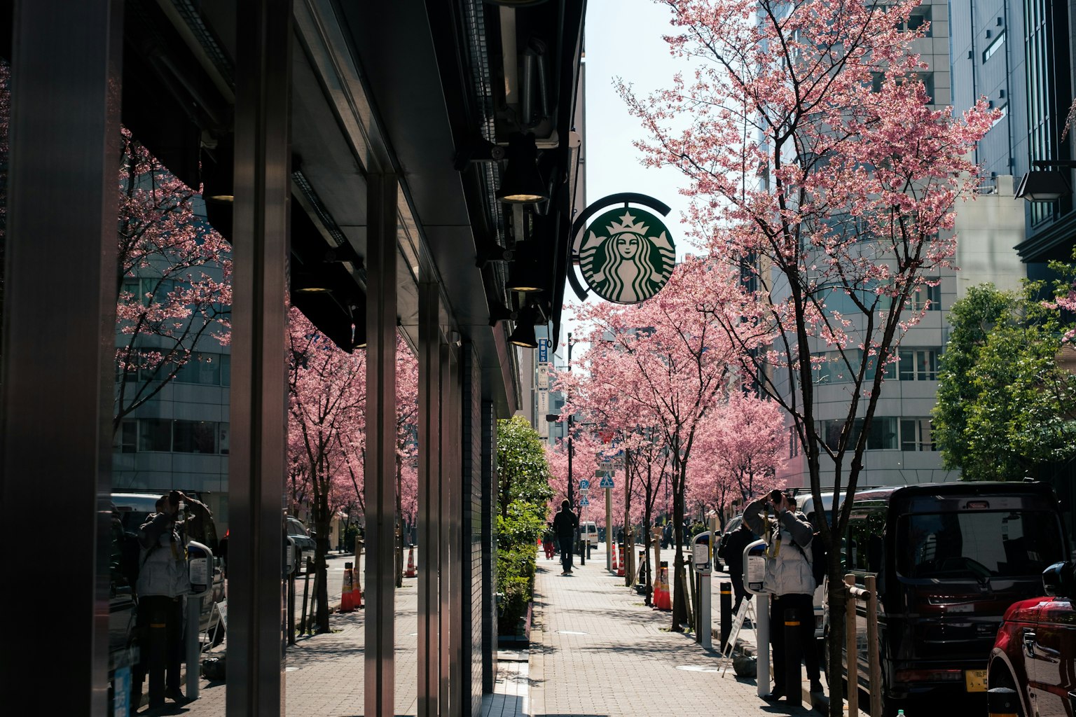 Đường phố có hàng cây anh đào và mặt tiền Starbucks