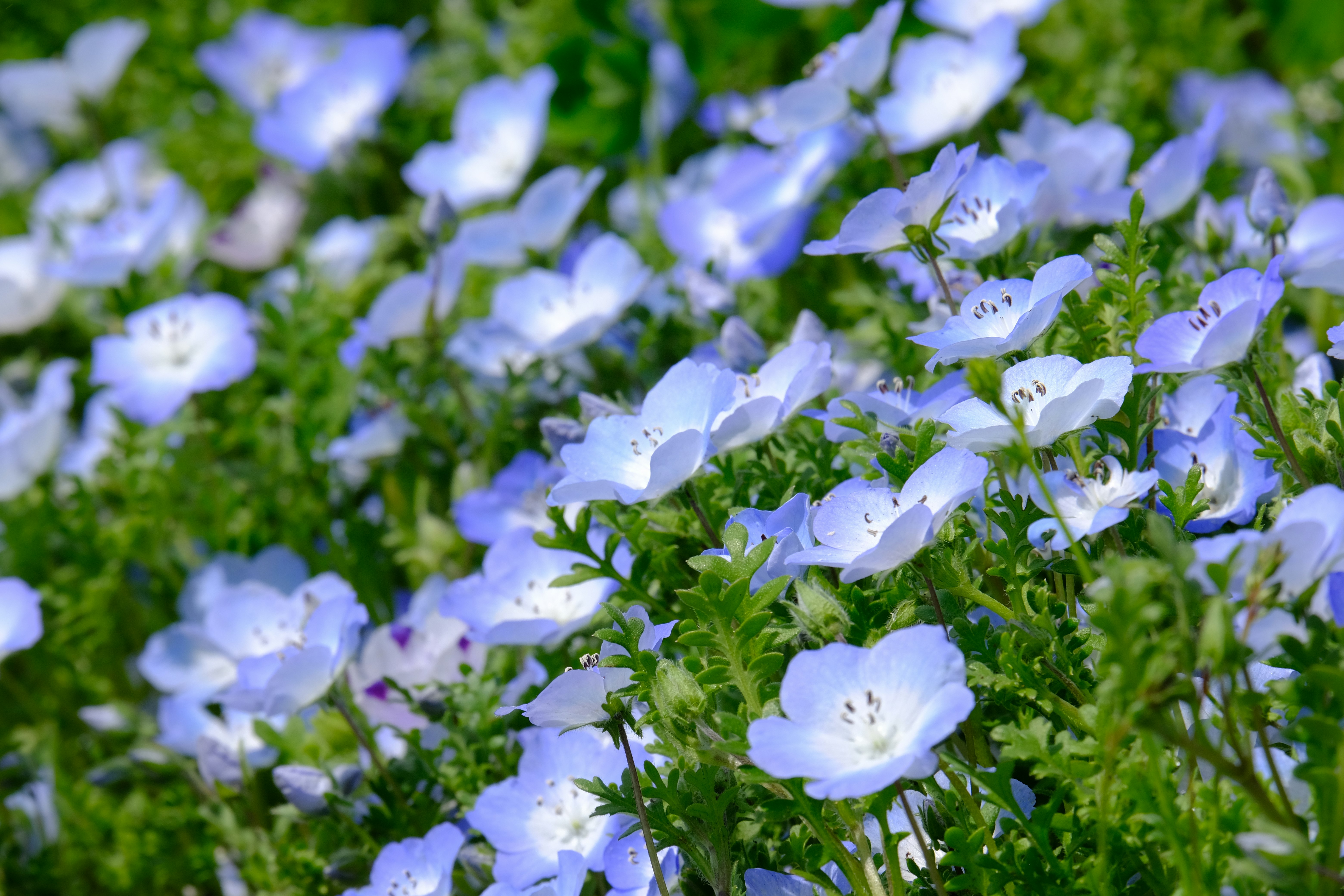 青い花が咲き乱れる草地の花畑