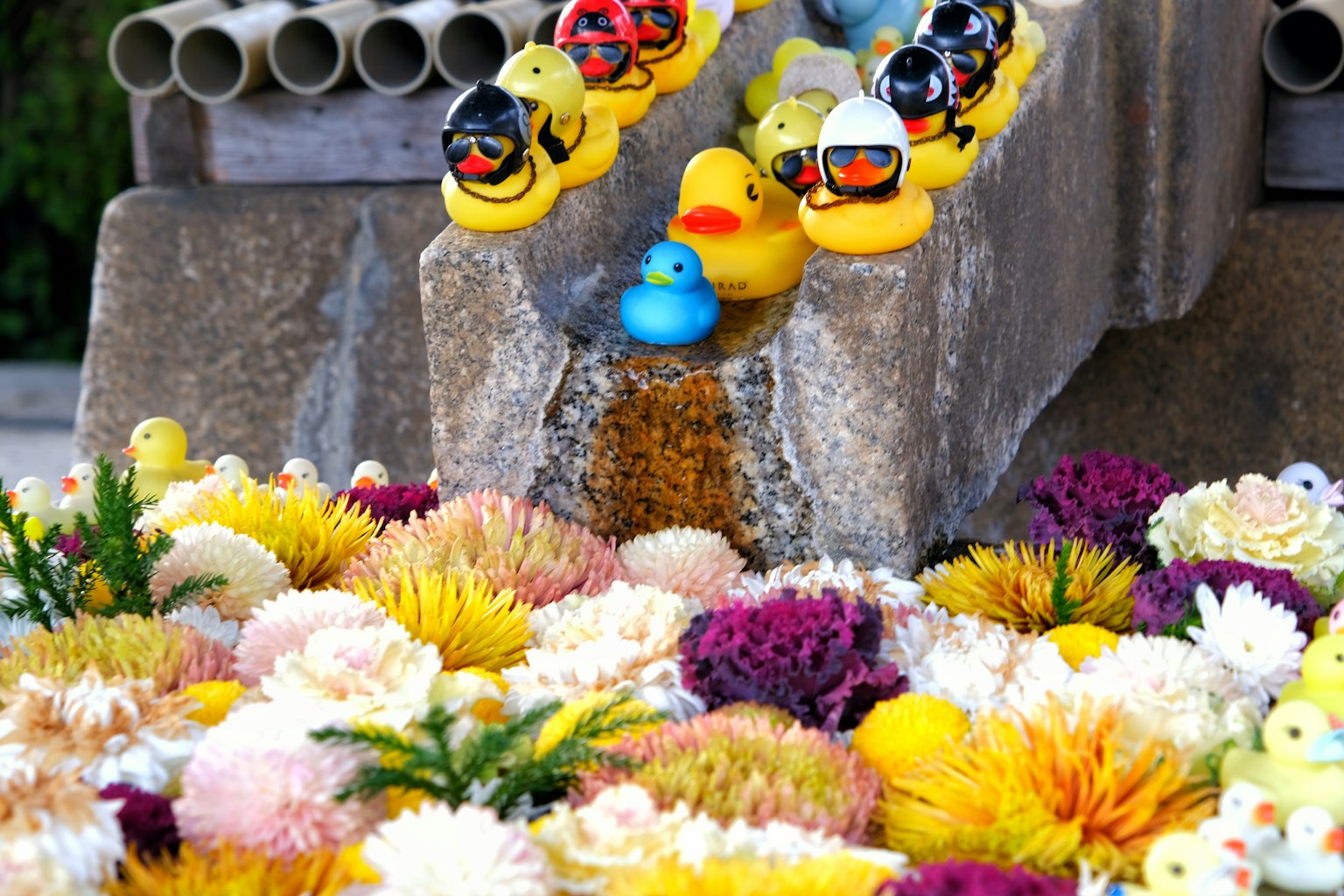 Anatre di gomma colorate che giocano in un piccolo ruscello circondate da fiori vivaci