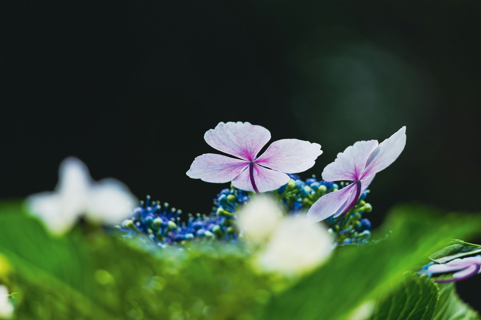Gros plan de délicates fleurs roses entourées de feuilles vertes vibrantes